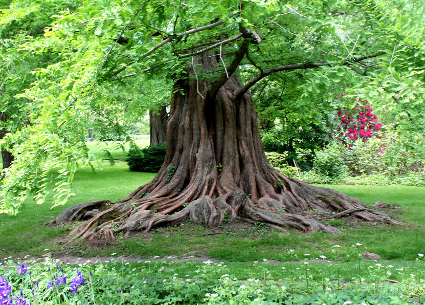 Bailey Arboretum, United States